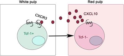 Lymphoid tissue residency: A key to understand Tcf-1+PD-1+ T cells